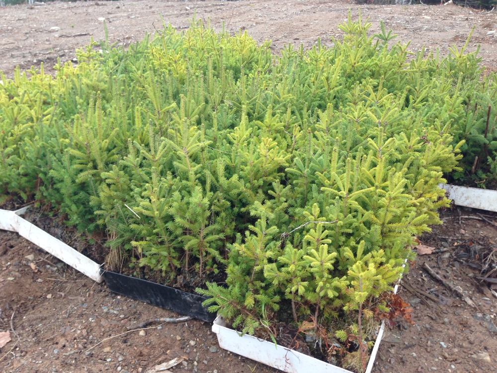 Saplings ready for planting in Nova Scotia