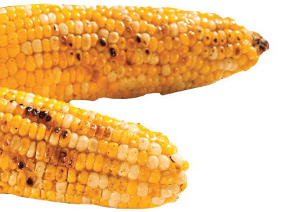 A picture of two roasted corns on a white background.